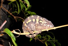 Furcifer pardalis