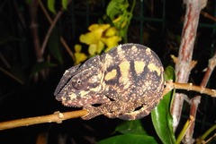 Furcifer pardalis