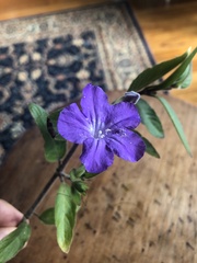 Ruellia squarrosa