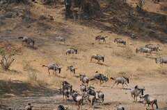 Connochaetes taurinus albojubatus