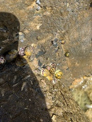 Nerita versicolor