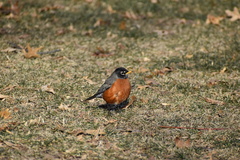 Turdus migratorius