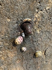 Nerita versicolor