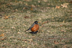Turdus migratorius