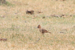 Pseudoseisura lophotes