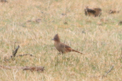 Pseudoseisura lophotes