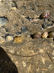Nerita versicolor