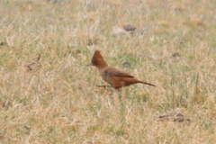 Pseudoseisura lophotes