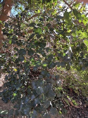 Ceratonia siliqua