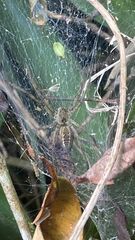 Aglaoctenus lagotis