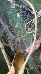 Aglaoctenus lagotis