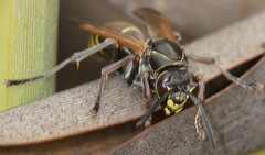 Polistes cinerascens