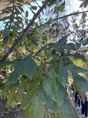 Fraxinus dipetala