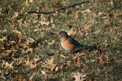 Turdus migratorius