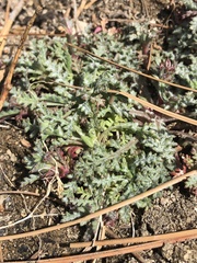 Gilia