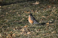 Turdus migratorius
