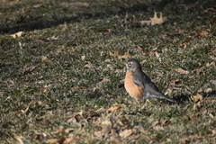 Turdus migratorius