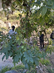 Fraxinus dipetala