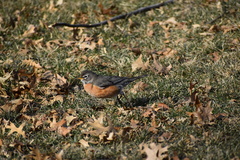 Turdus migratorius