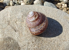 Calliostoma tricolor