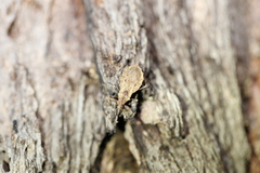 Dulitocoris usingeri