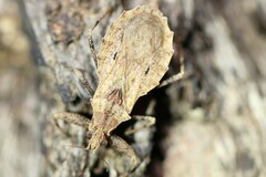 Dulitocoris usingeri