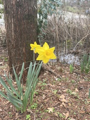 Narcissus pseudonarcissus
