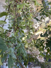 Fraxinus dipetala