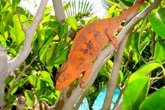 Furcifer pardalis