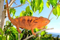 Furcifer pardalis