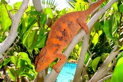Furcifer pardalis