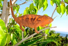 Furcifer pardalis