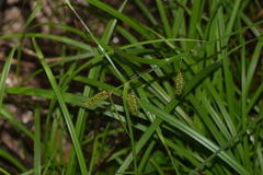 Carex multispicata