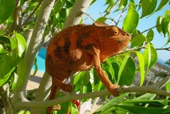 Furcifer pardalis