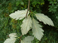 Hedlundia schwarziana
