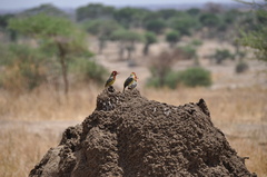 Trachyphonus erythrocephalus