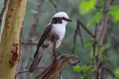 Eurocephalus ruppelli