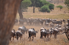 Connochaetes taurinus albojubatus