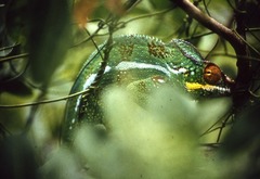 Furcifer pardalis