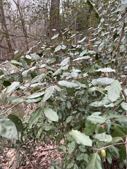 Elaeagnus pungens