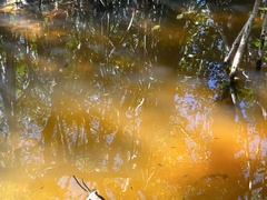 Poecilia latipinna