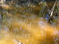 Poecilia latipinna