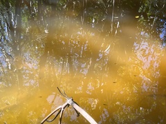 Poecilia latipinna