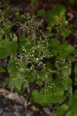 Valeriana lapathifolia