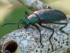 Strongylium haemorrhoidale