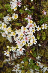 Euphrasia cuneata