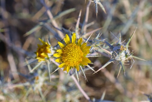 Roessleria gorterioides image