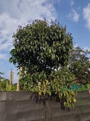 Trichanthera gigantea