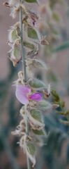 Tephrosia nubica