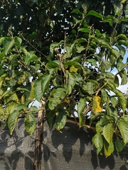 Trichanthera gigantea